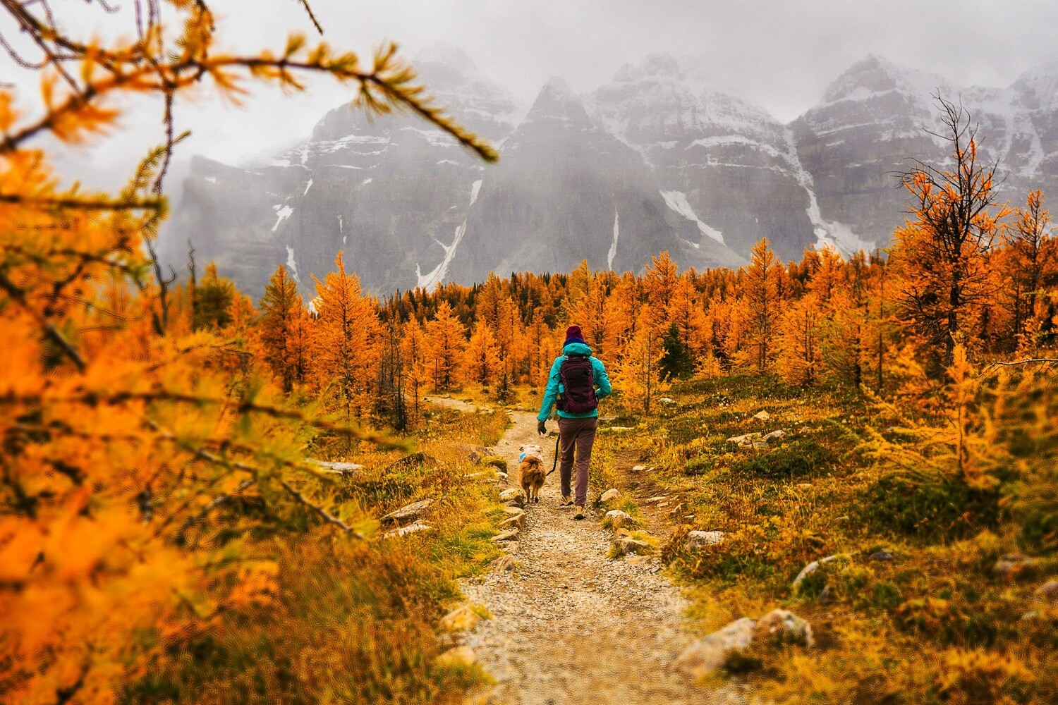 A person in a blue jacket hikes with a dog along a trail through golden autumn trees, misty mountains rising behind—a reminder that Canada is not the regionally divided country it’s made out to be, but united in natural beauty.