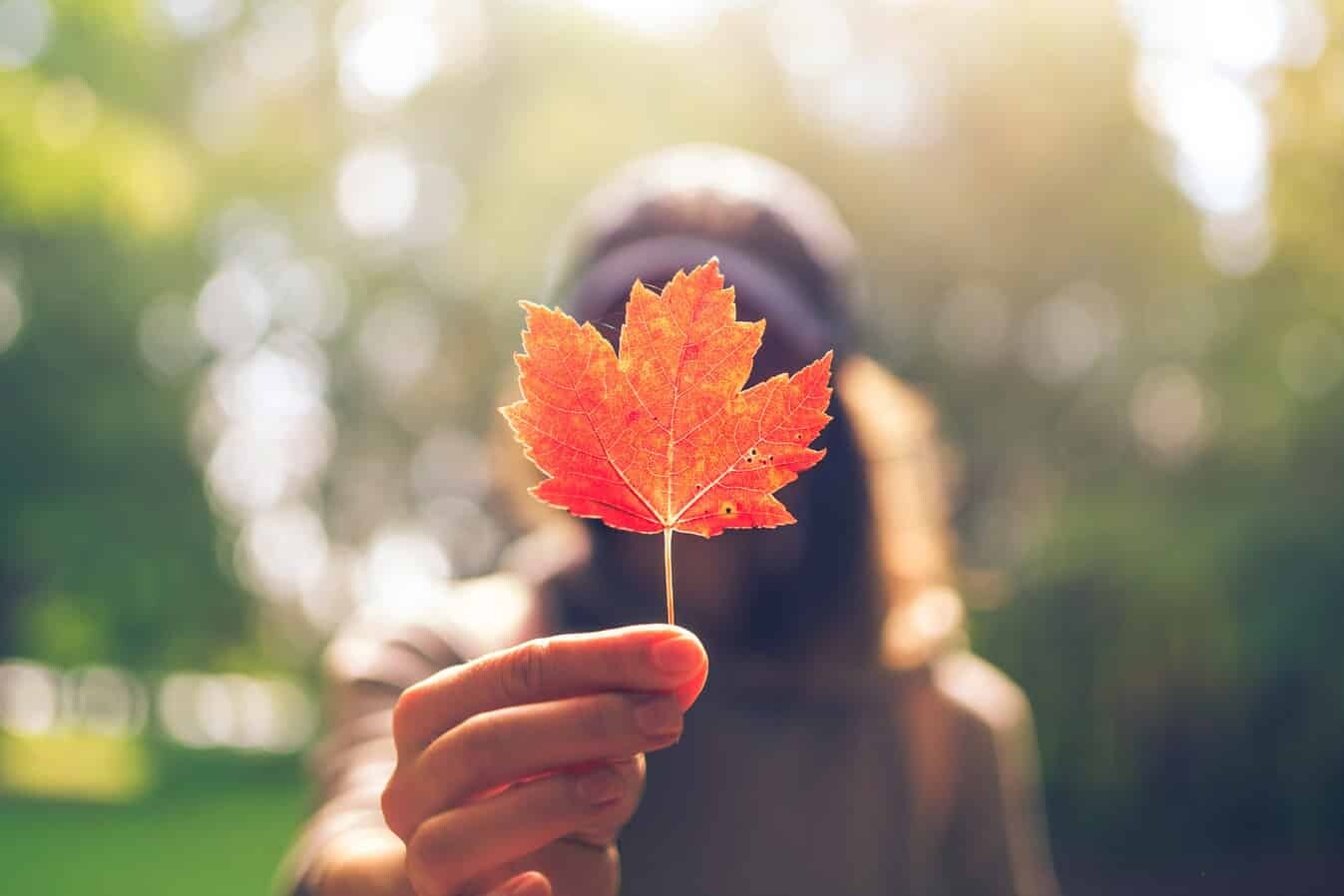 A person holds a bright red maple leaf toward the camera, with their face out of focus. Sunlight filters through green trees, creating a warm atmosphere—reflecting how Canadians want lasting change with economic recovery, as a new survey shows.